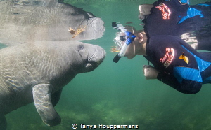 'So Nice To Meet You'
A very curious manatee approaches ... by Tanya Houppermans 